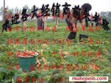 草莓大姜草莓苗選購指南 價格、廠家與圖片信息詳解